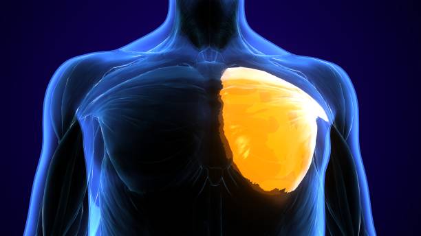 Why Men Choose Pectoral Implants