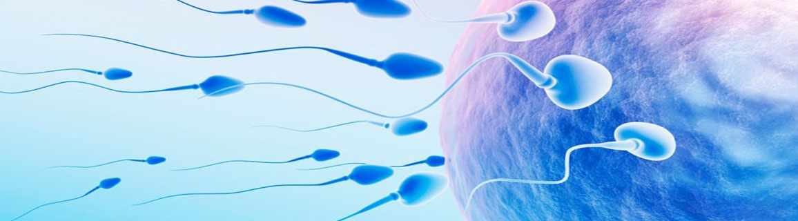 In Vitro Fertilisation (IVF)